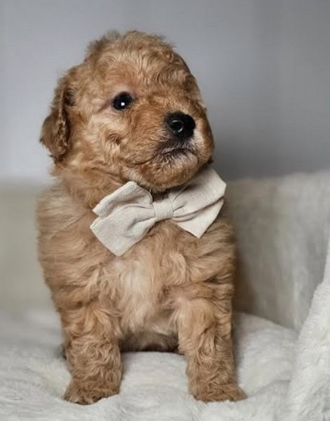 Oliver